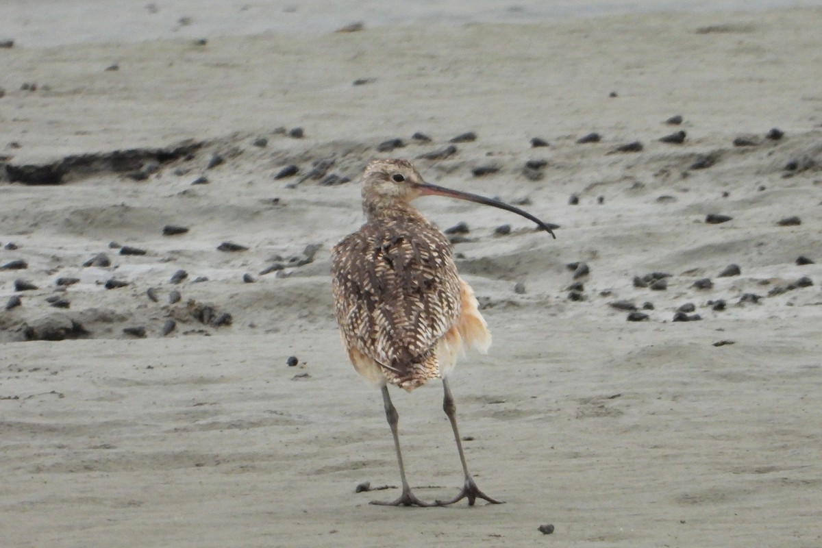 Long-billed Curlew - Doug Lithgow