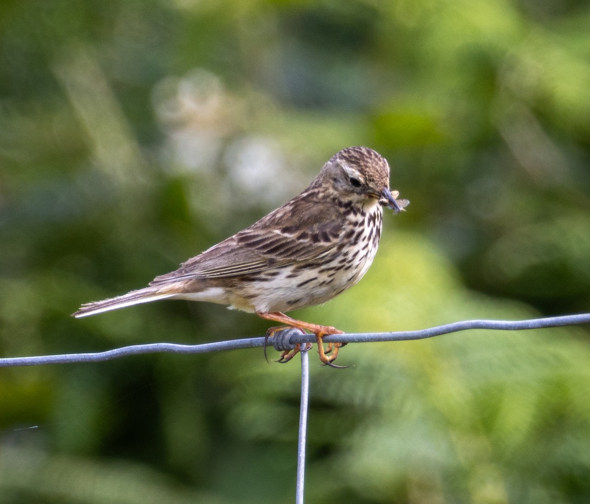 Meadow Pipit - ML621071248