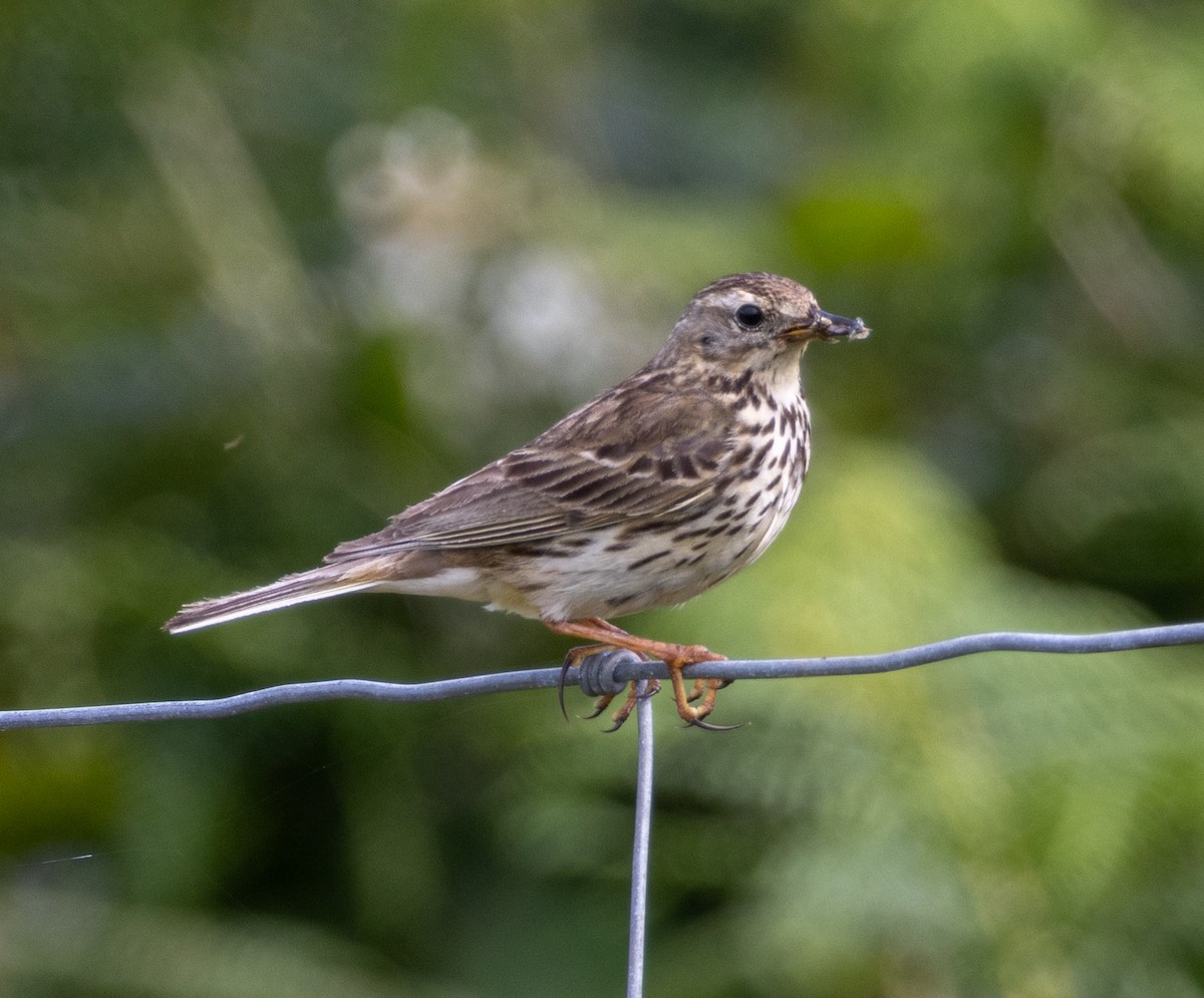 Meadow Pipit - ML621071249