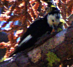 White-headed Woodpecker - Andrew Melnick