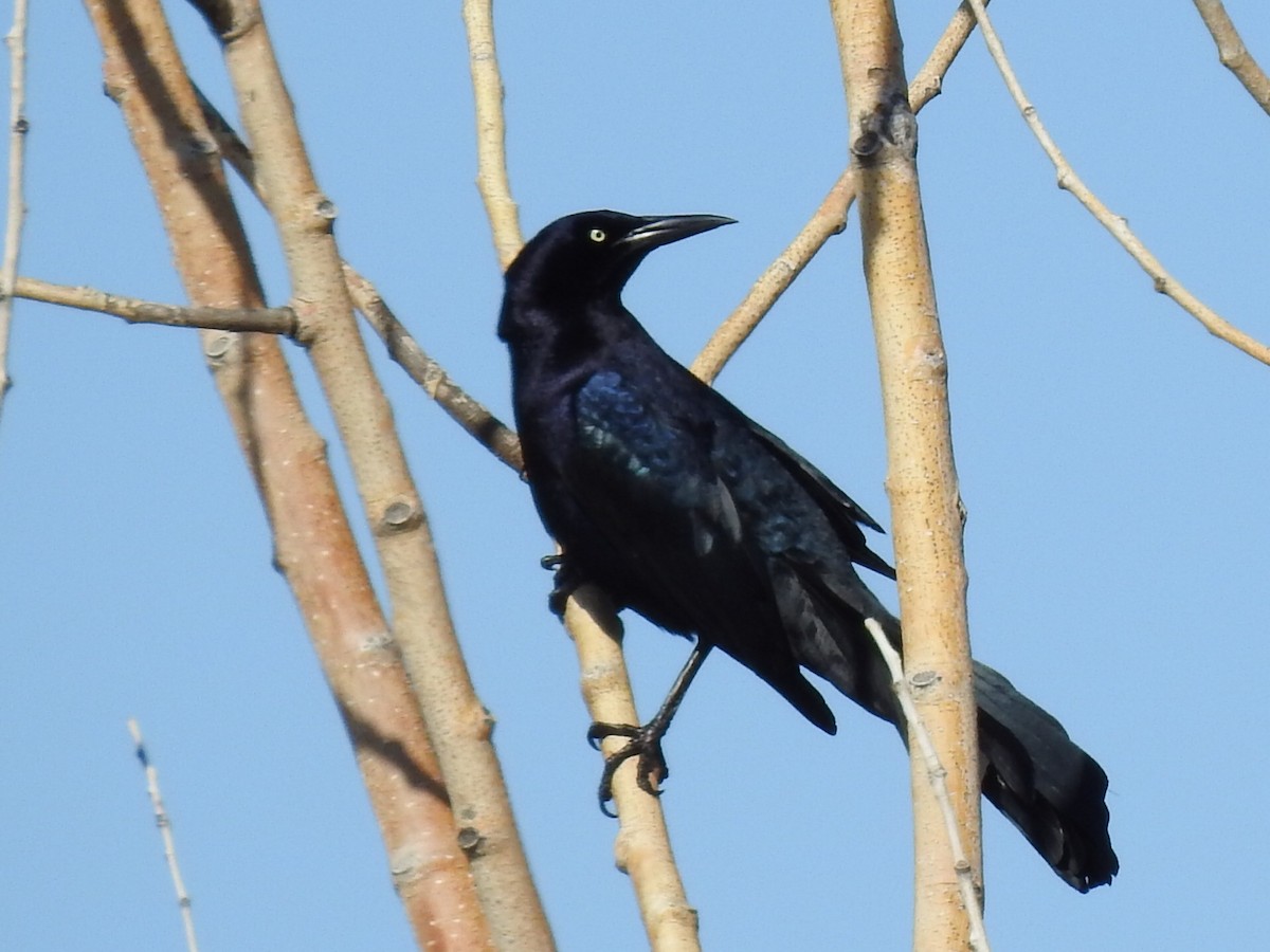 Great-tailed Grackle - ML621071270