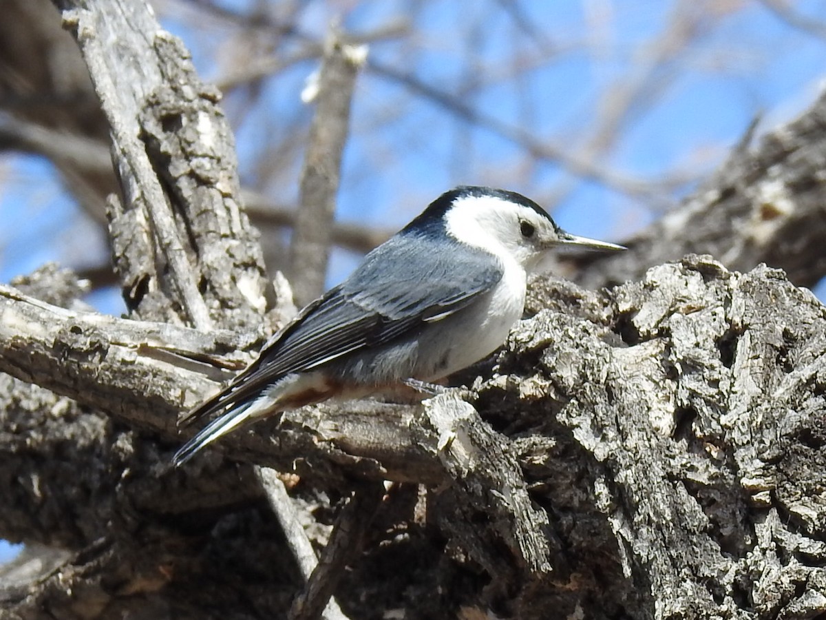 White-breasted Nuthatch - ML621071271