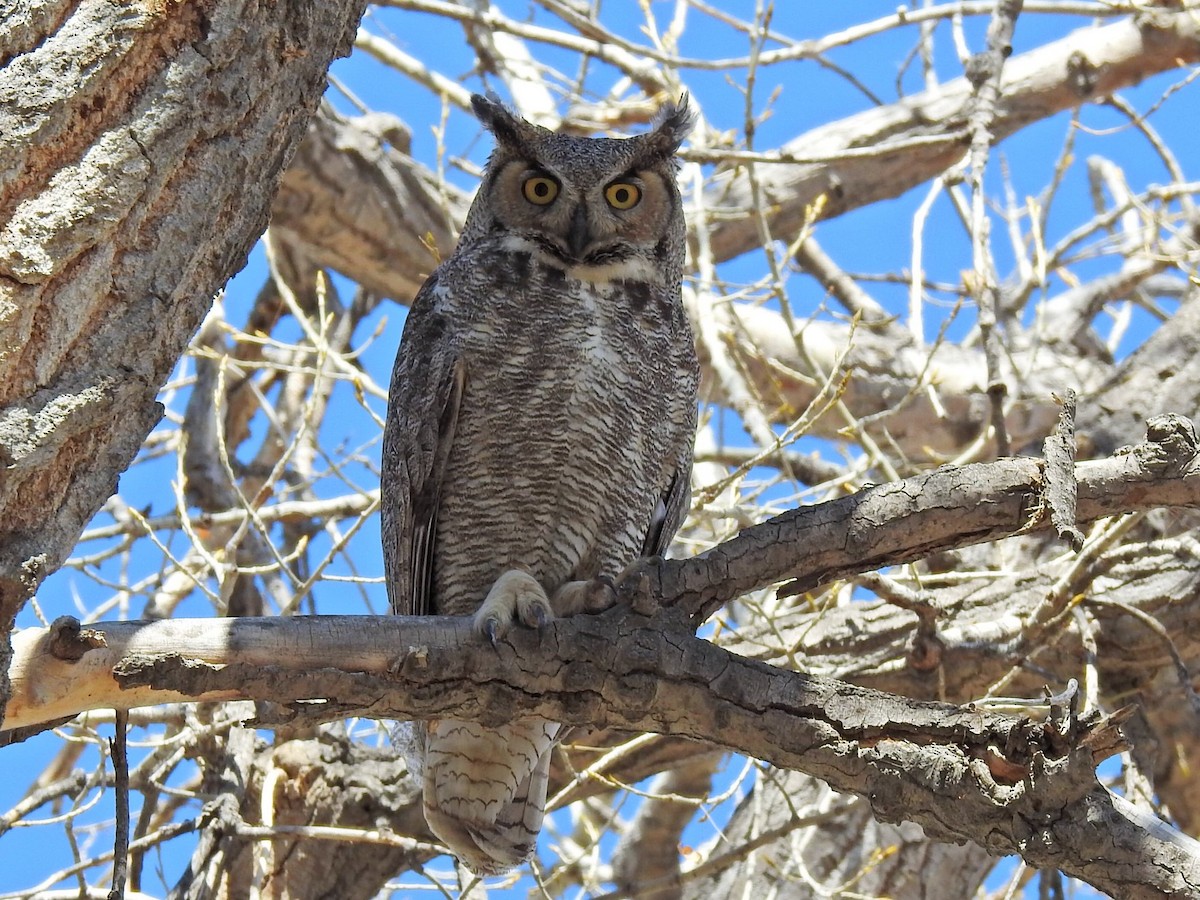 Great Horned Owl - ML621071274