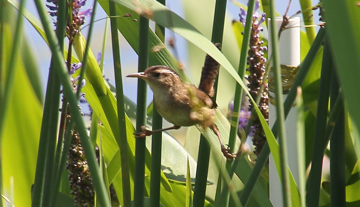 Marsh Wren - ML621071283