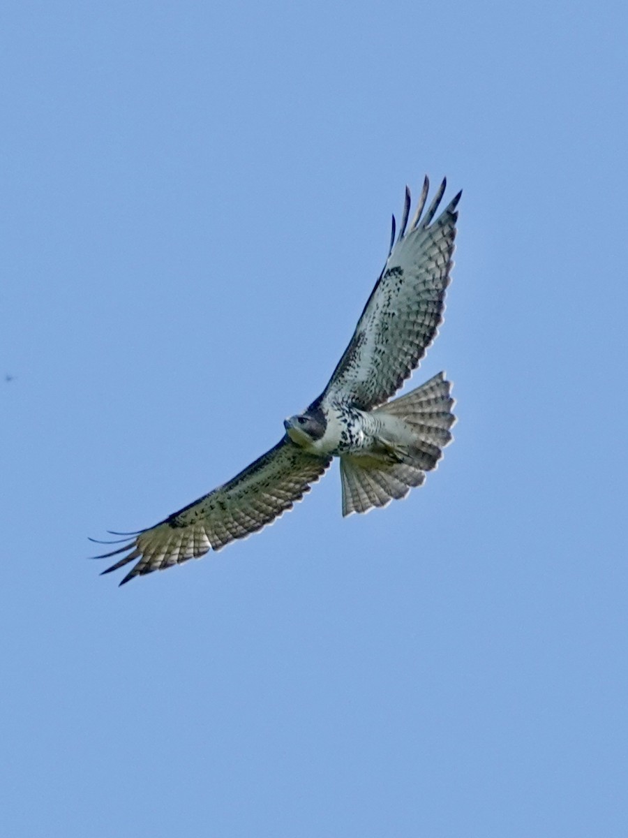 Red-tailed Hawk - ML621071289