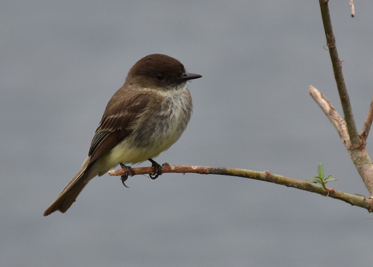 Eastern Phoebe - Don Carbaugh