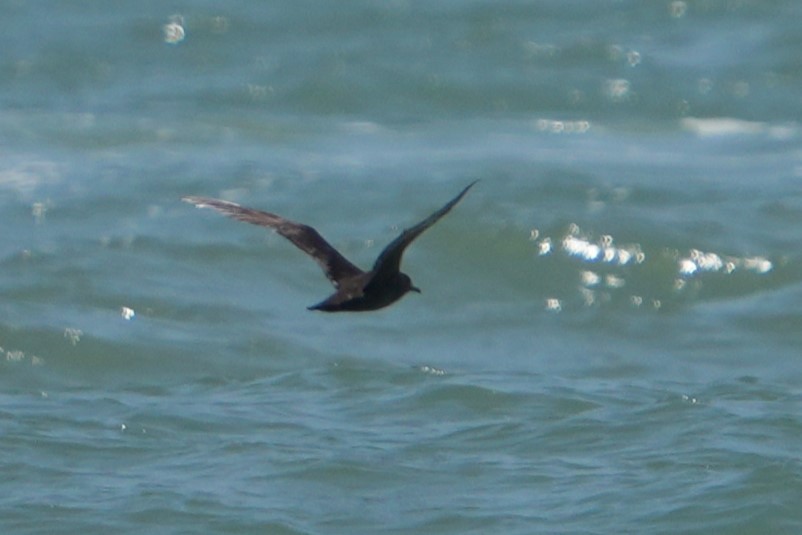 Sooty Shearwater - ML621071366