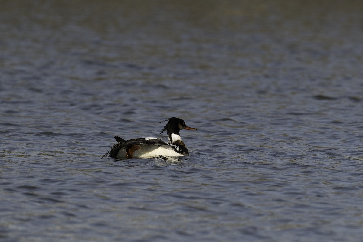 Red-breasted Merganser - ML621071379