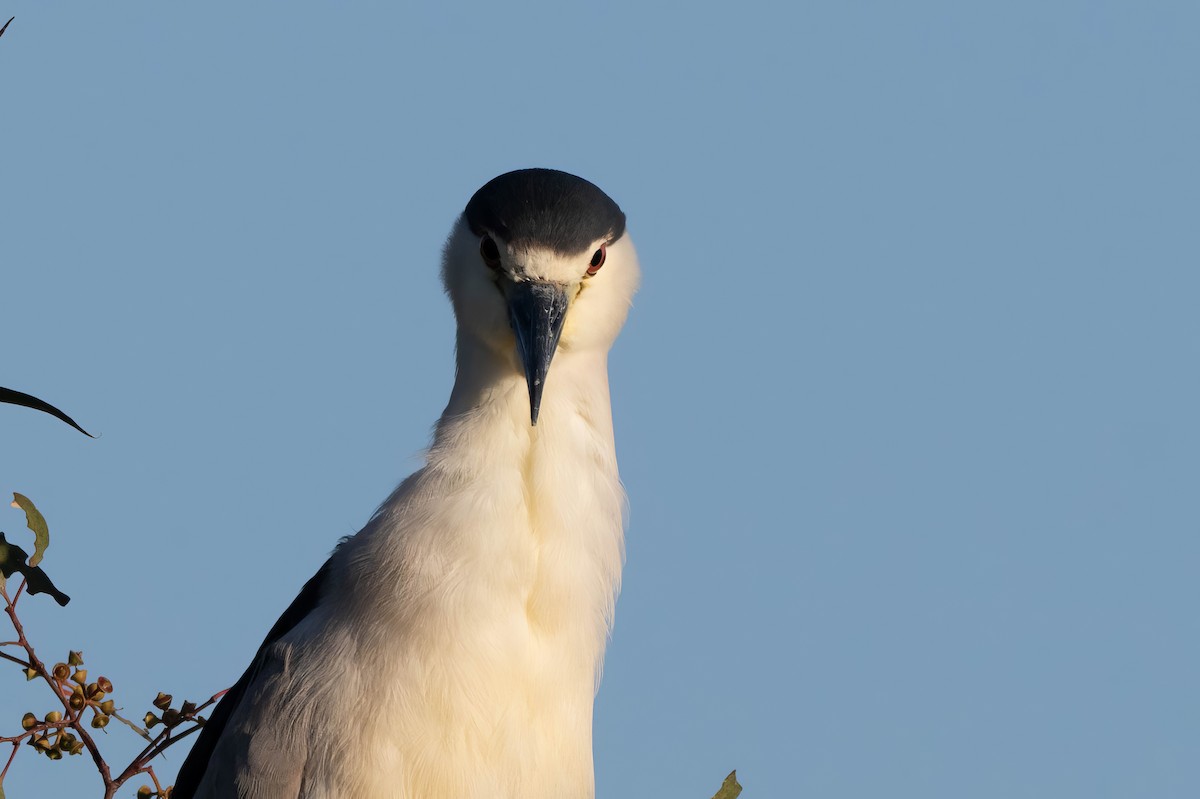 Black-crowned Night Heron - ML621071401