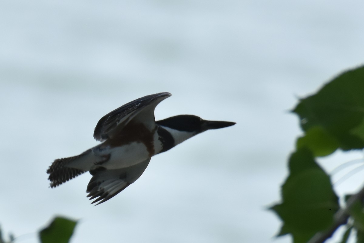 Belted Kingfisher - ML621071482