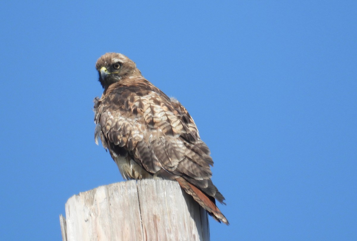 Red-tailed Hawk - ML621071533
