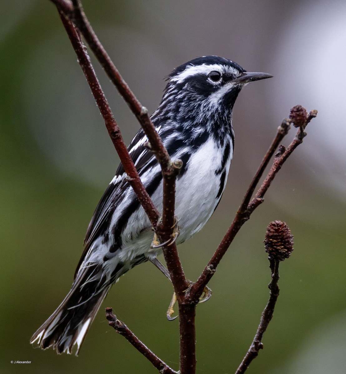 Black-and-white Warbler - ML621071630
