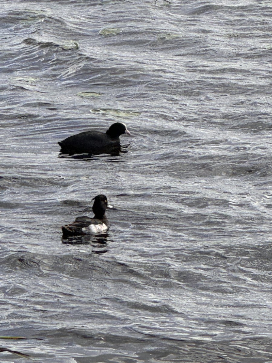 Tufted Duck - ML621071650