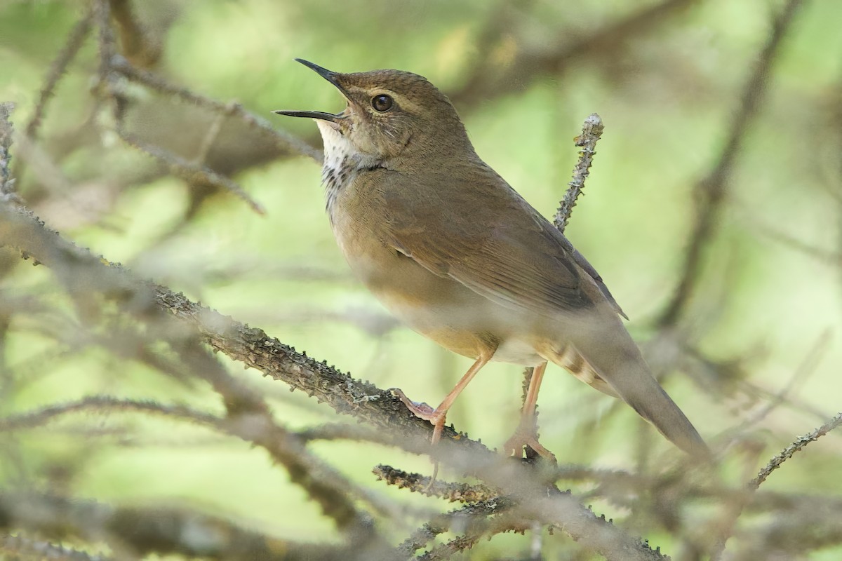 Baikal Bush Warbler - ML621071669