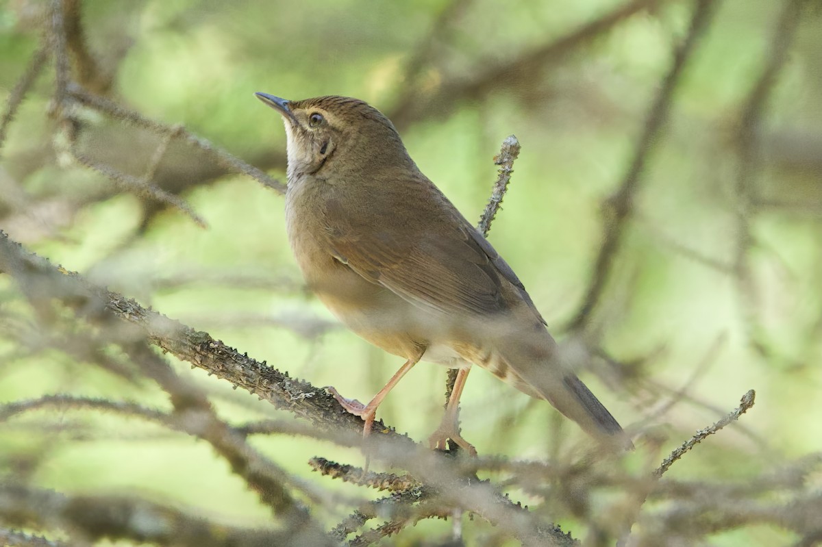 Baikal Bush Warbler - ML621071670