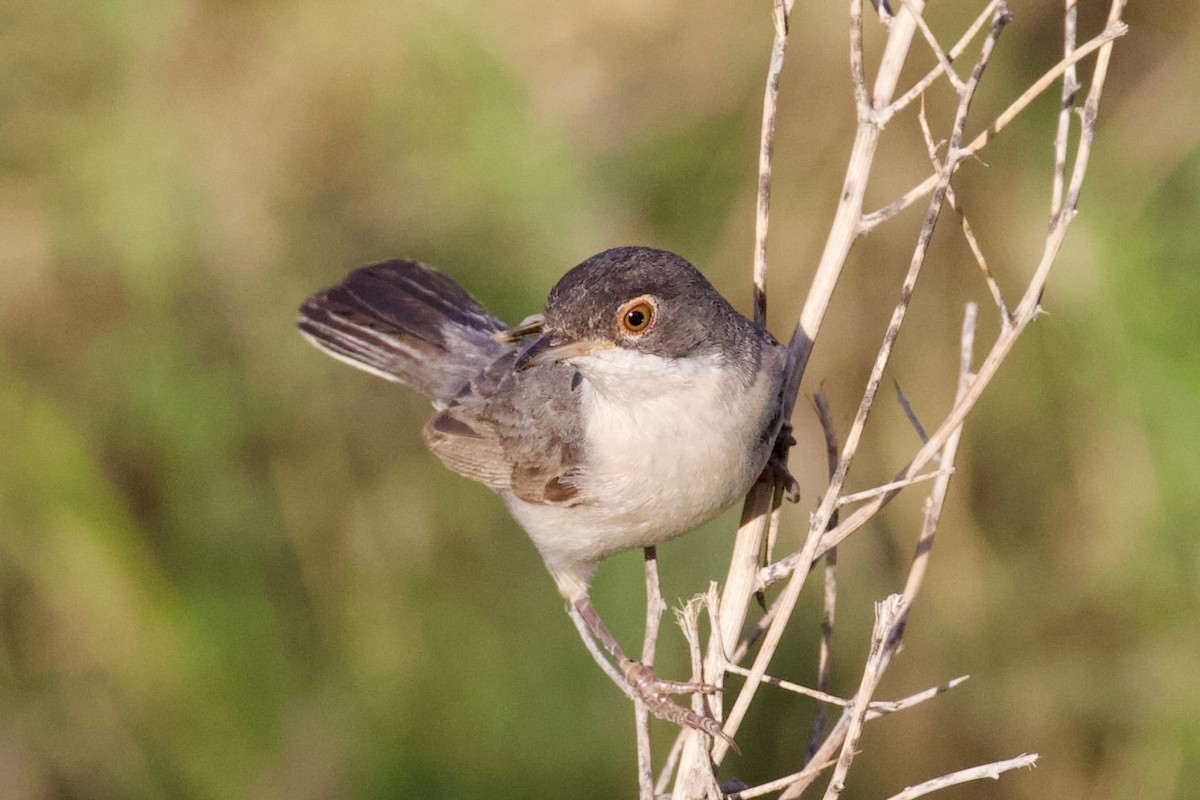 Menetries's Warbler - ML621071676