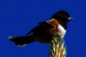 Spotted Towhee - ML621071701