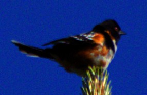 Spotted Towhee - ML621071702