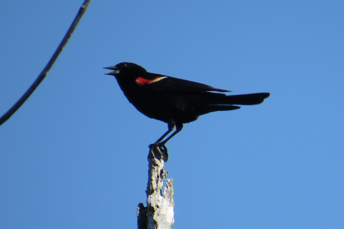Red-winged Blackbird - ML621071721