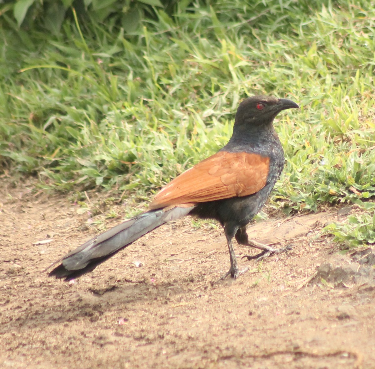 Greater Coucal - ML621071732