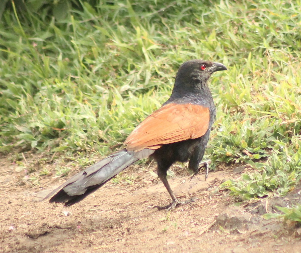 Greater Coucal - ML621071740