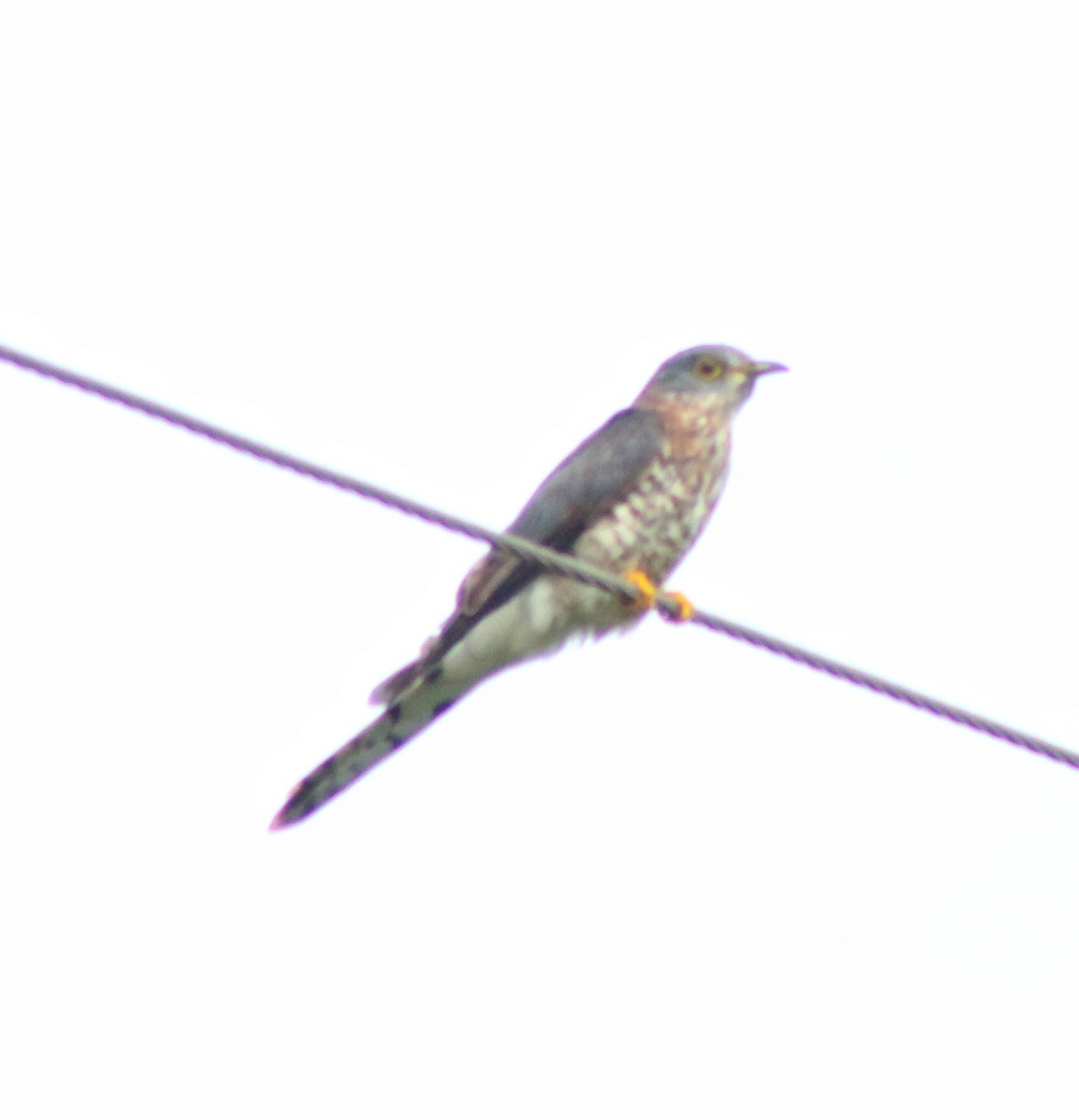 Common Hawk-Cuckoo - ML621071743