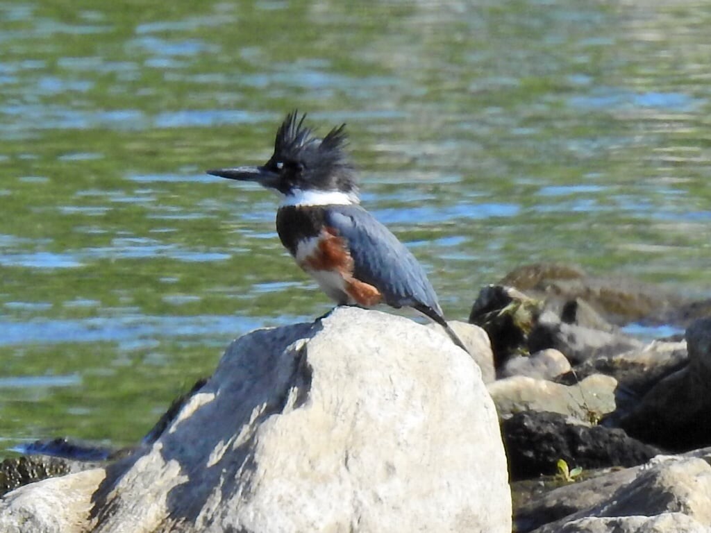 Belted Kingfisher - ML621071757