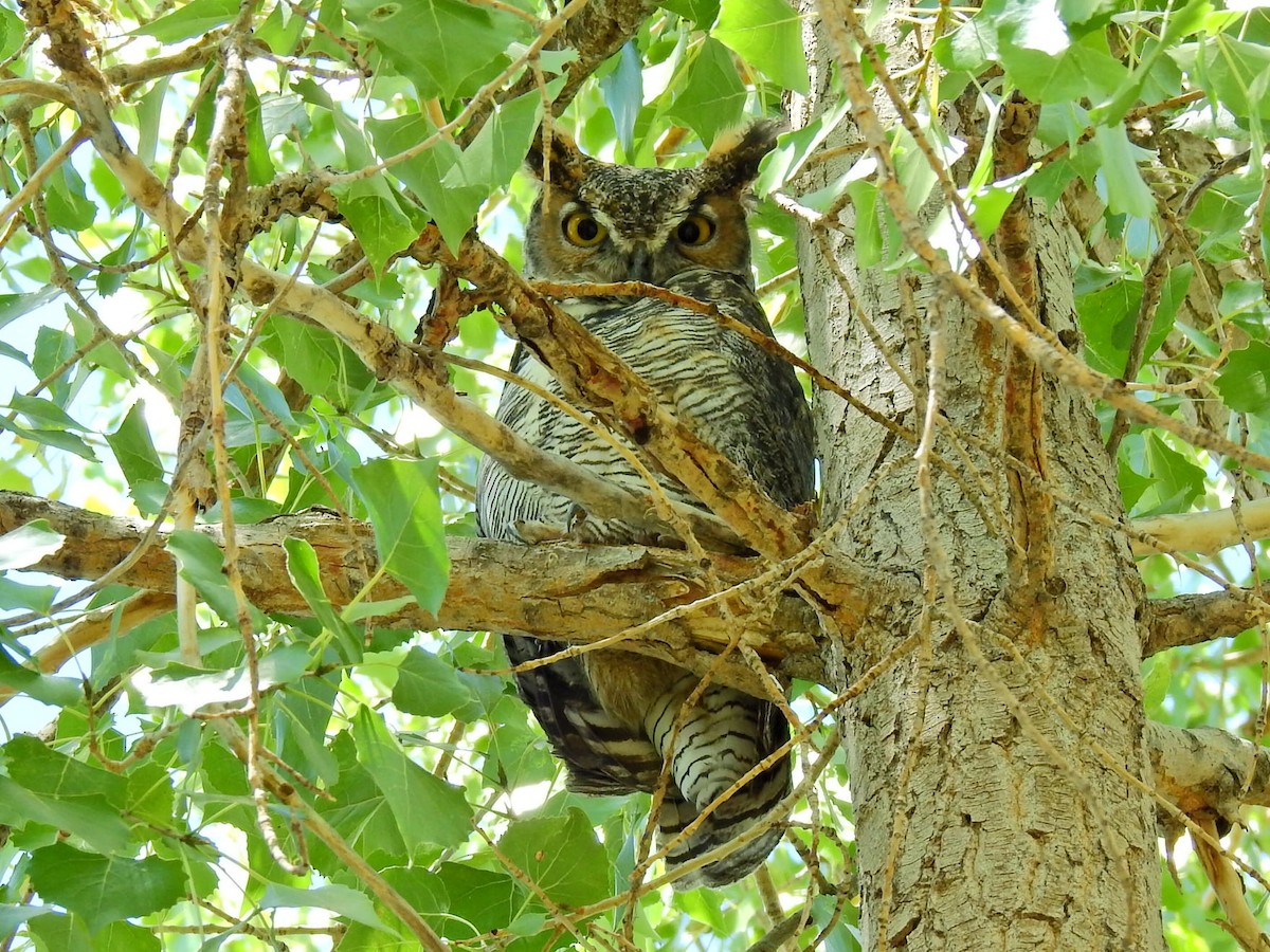 Great Horned Owl - ML621071758