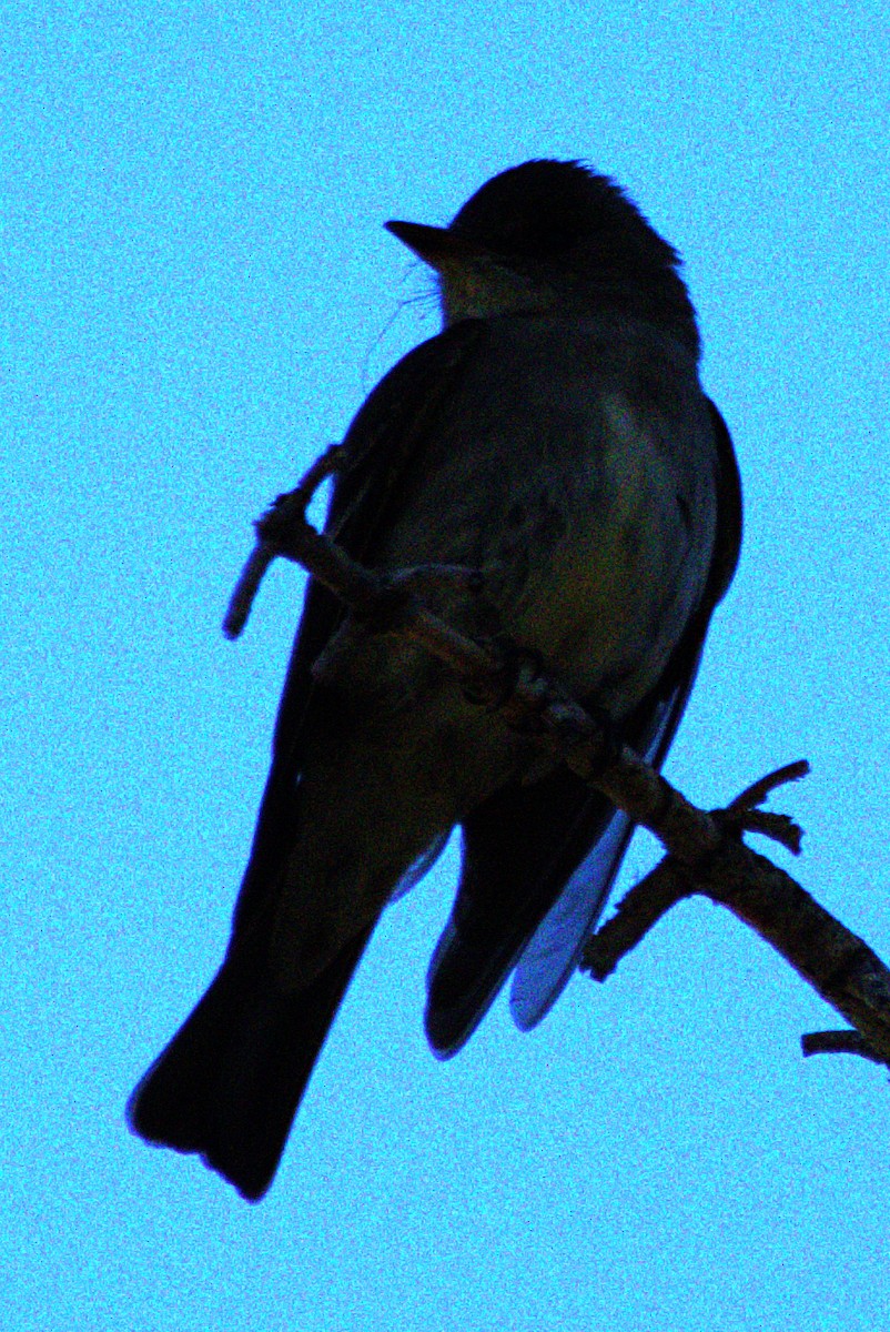 Western Wood-Pewee - Andrew Melnick
