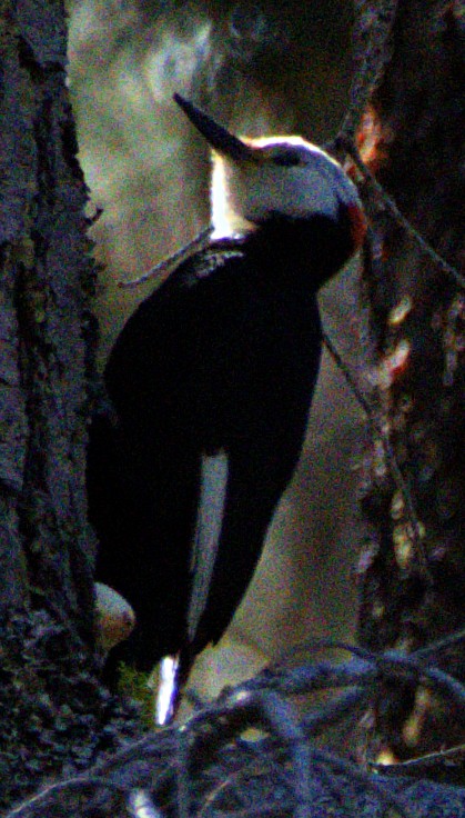 White-headed Woodpecker - ML621071801