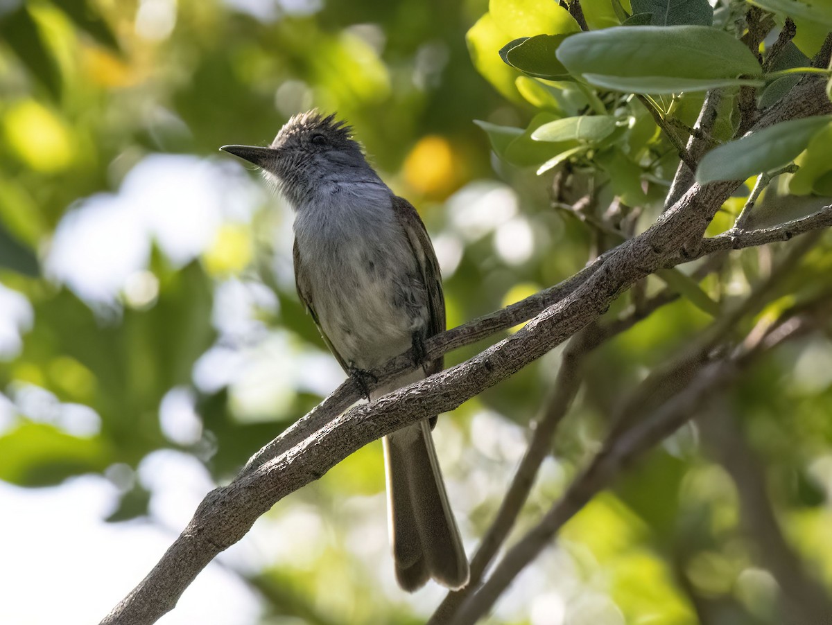 La Sagra's Flycatcher - ML621071808