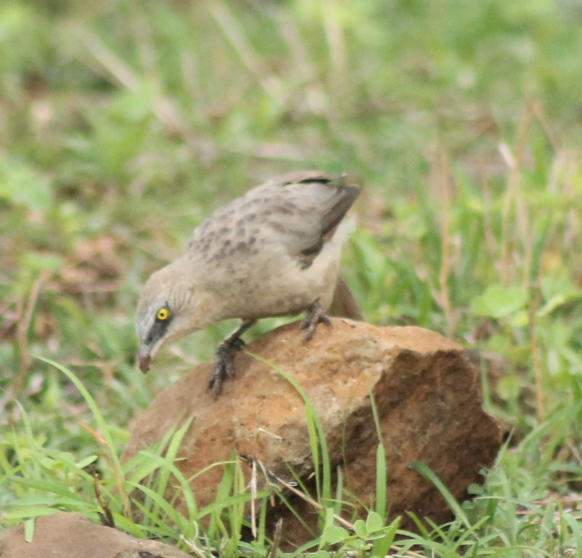 Large Gray Babbler - Madhavi Babtiwale