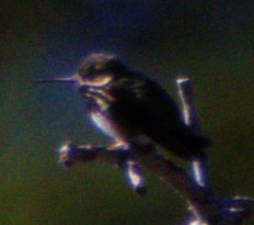 Calliope Hummingbird - ML621071835