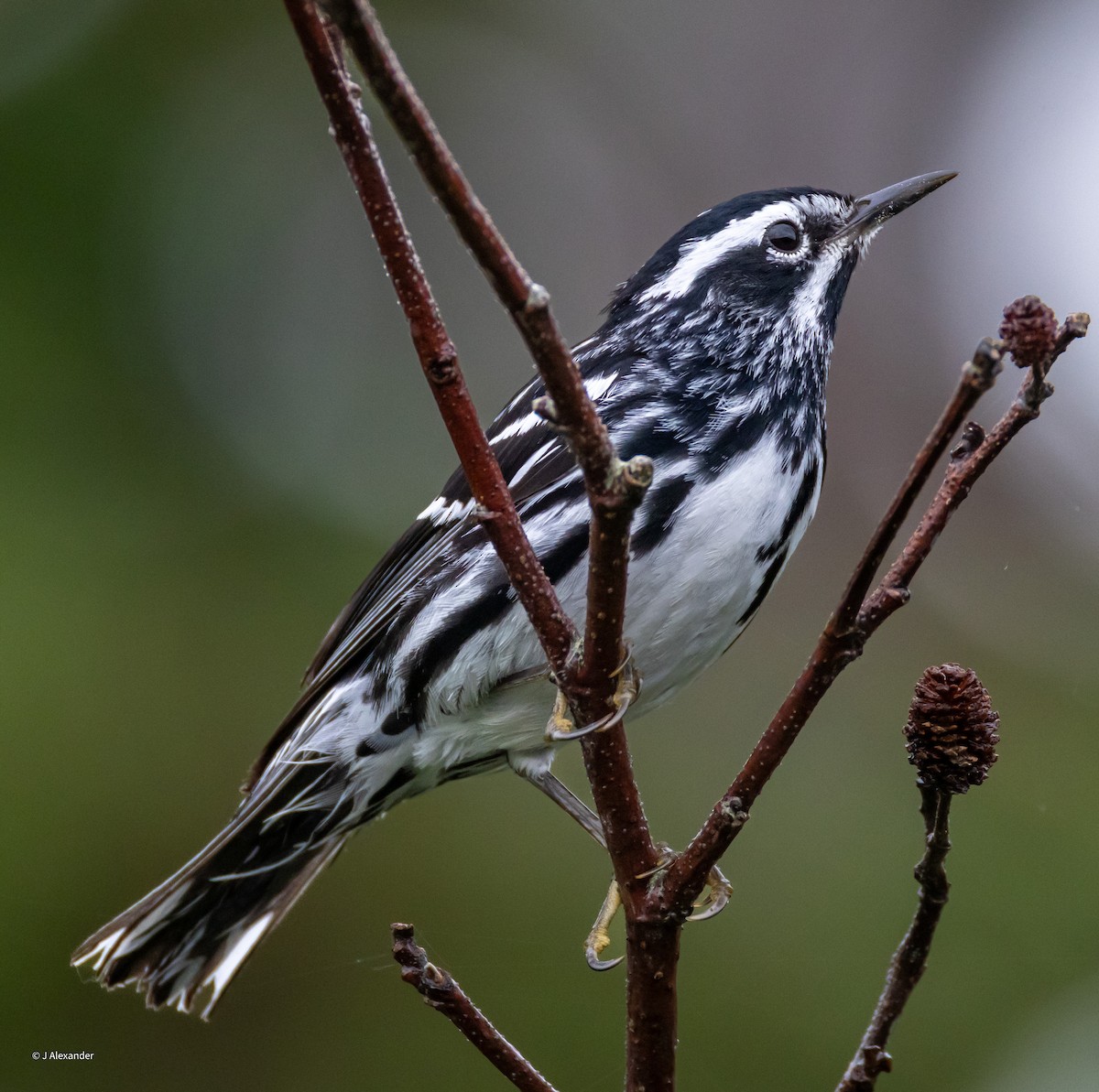 Black-and-white Warbler - ML621071836