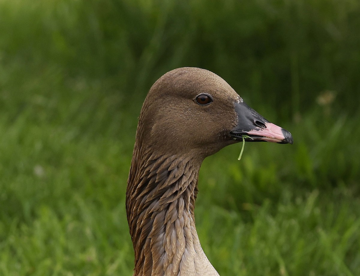 Pink-footed Goose - ML621071886