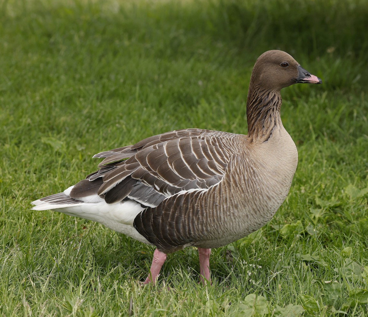 Pink-footed Goose - Charles Fitzpatrick
