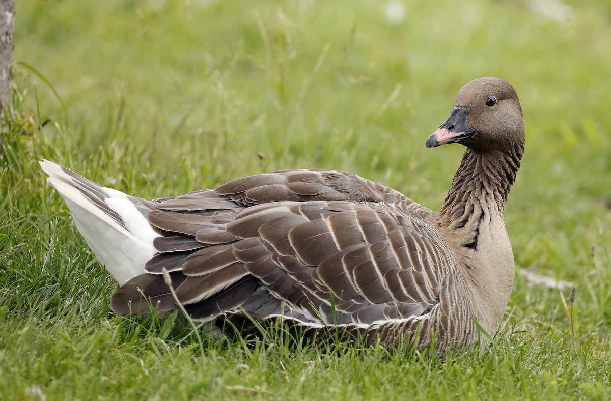 Pink-footed Goose - ML621071894