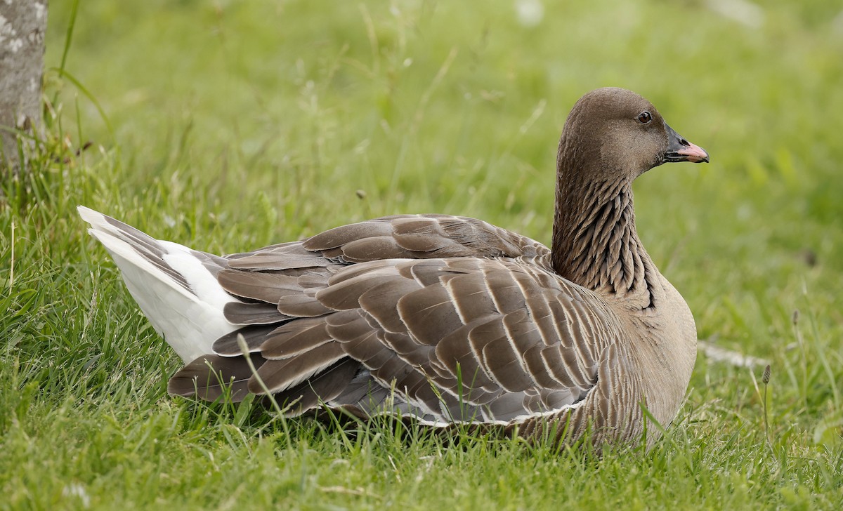 Pink-footed Goose - ML621071895