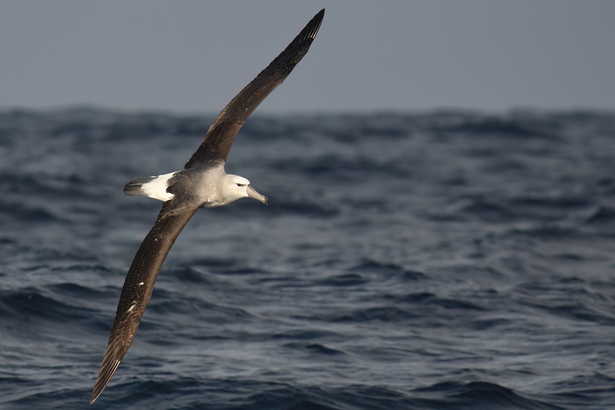 Albatros à cape blanche - ML621071920