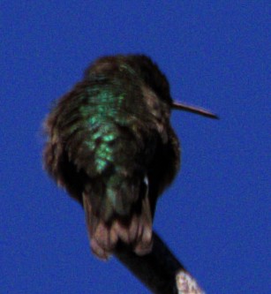 Calliope Hummingbird - ML621071926