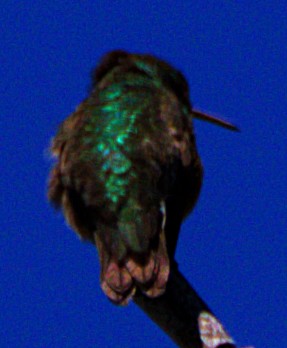 Calliope Hummingbird - ML621071927