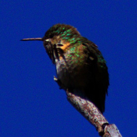 Calliope Hummingbird - ML621071928