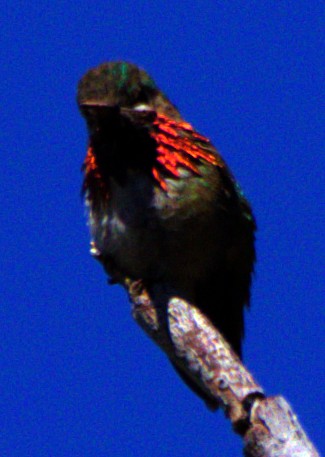 Calliope Hummingbird - ML621071929