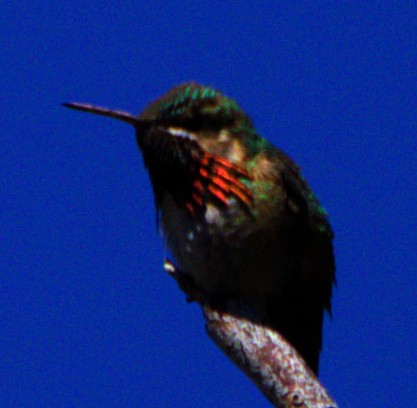 Calliope Hummingbird - ML621071930