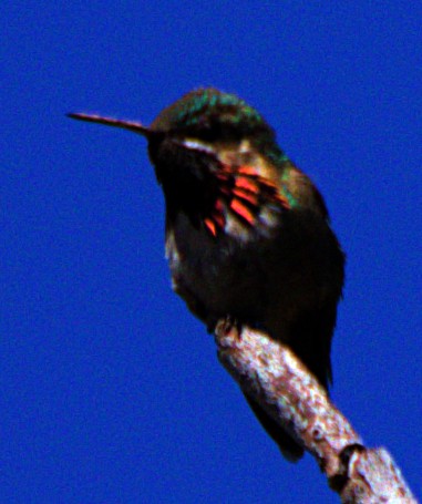 Calliope Hummingbird - ML621071931