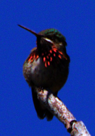 Calliope Hummingbird - ML621071932