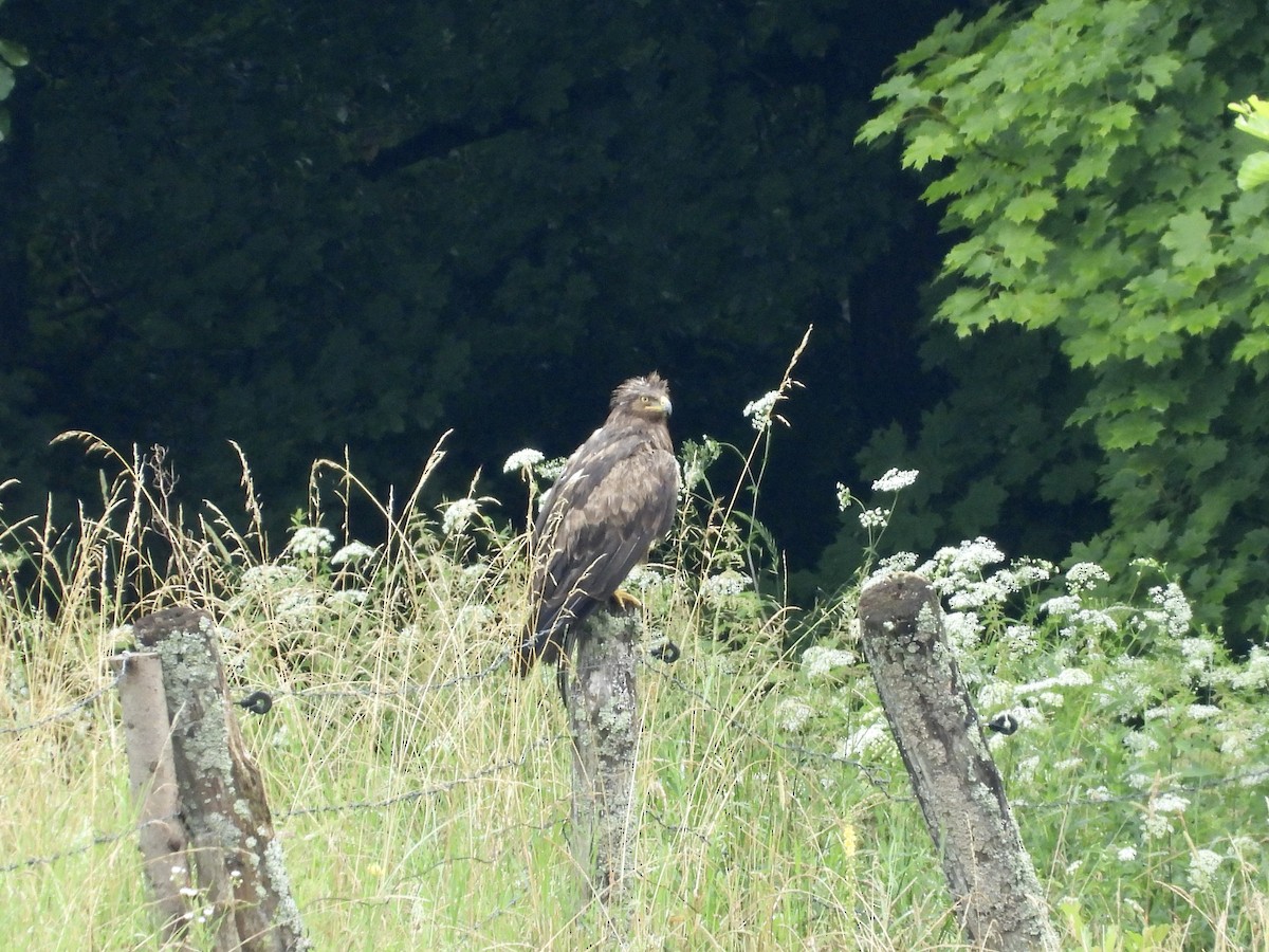 Lesser Spotted Eagle - ML621071968