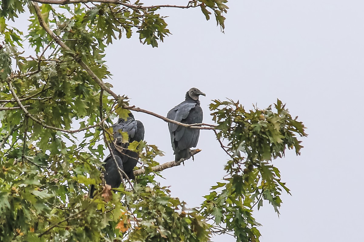 Black Vulture - Jodi Boe