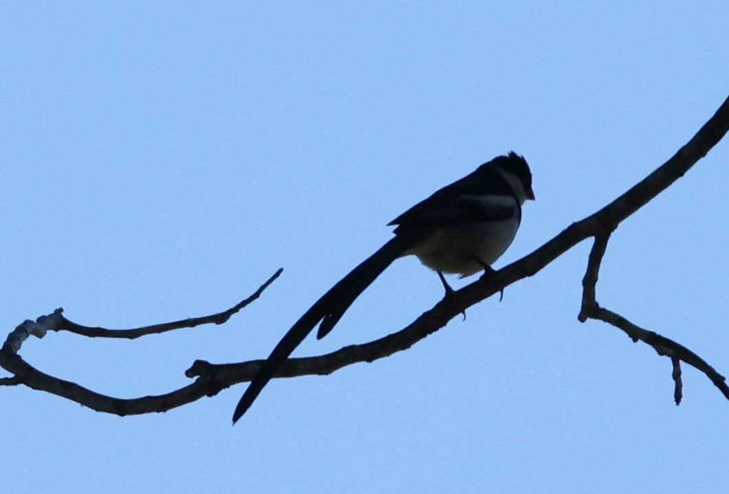 Pin-tailed Whydah - ML621071999