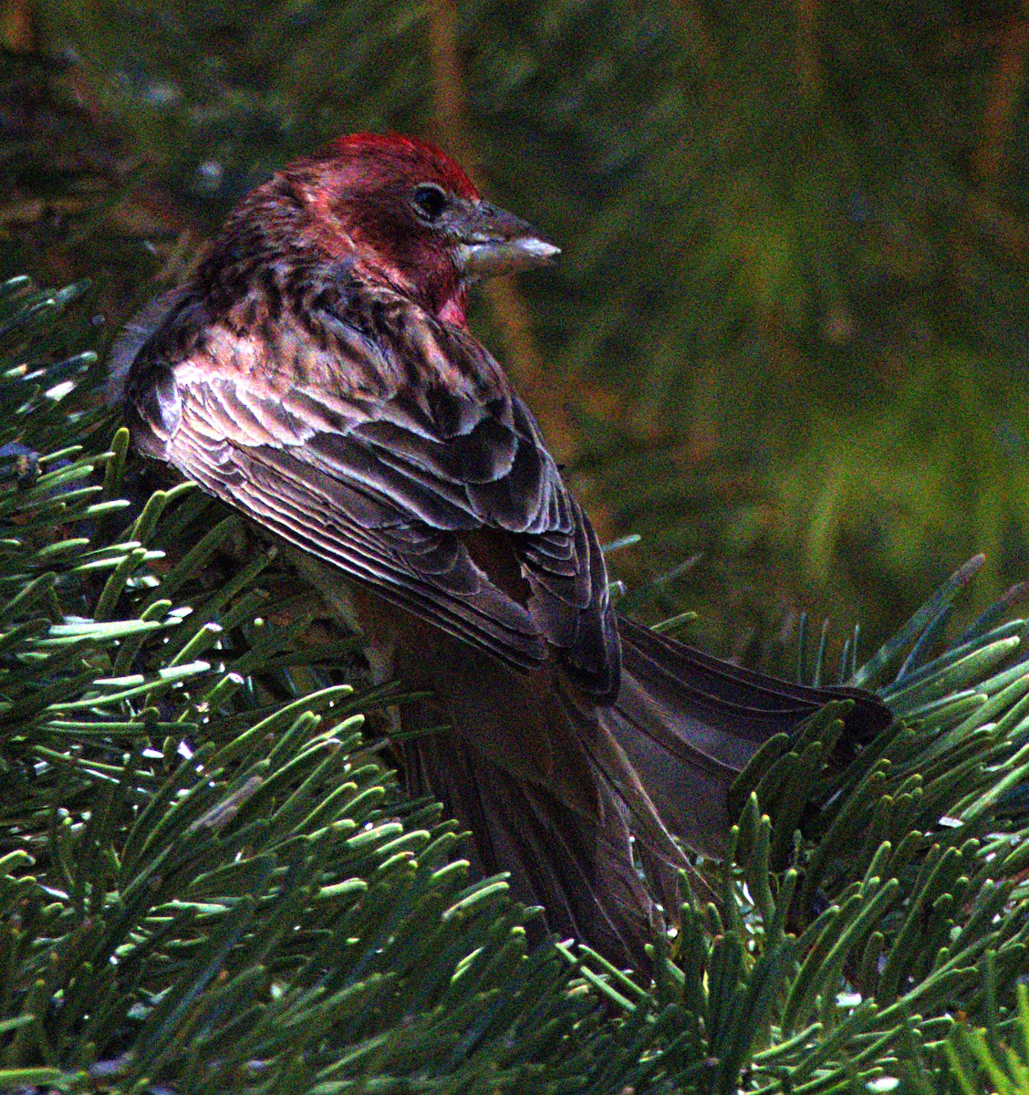 Cassin's Finch - Andrew Melnick